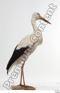 Black stork whole body 0003.jpg